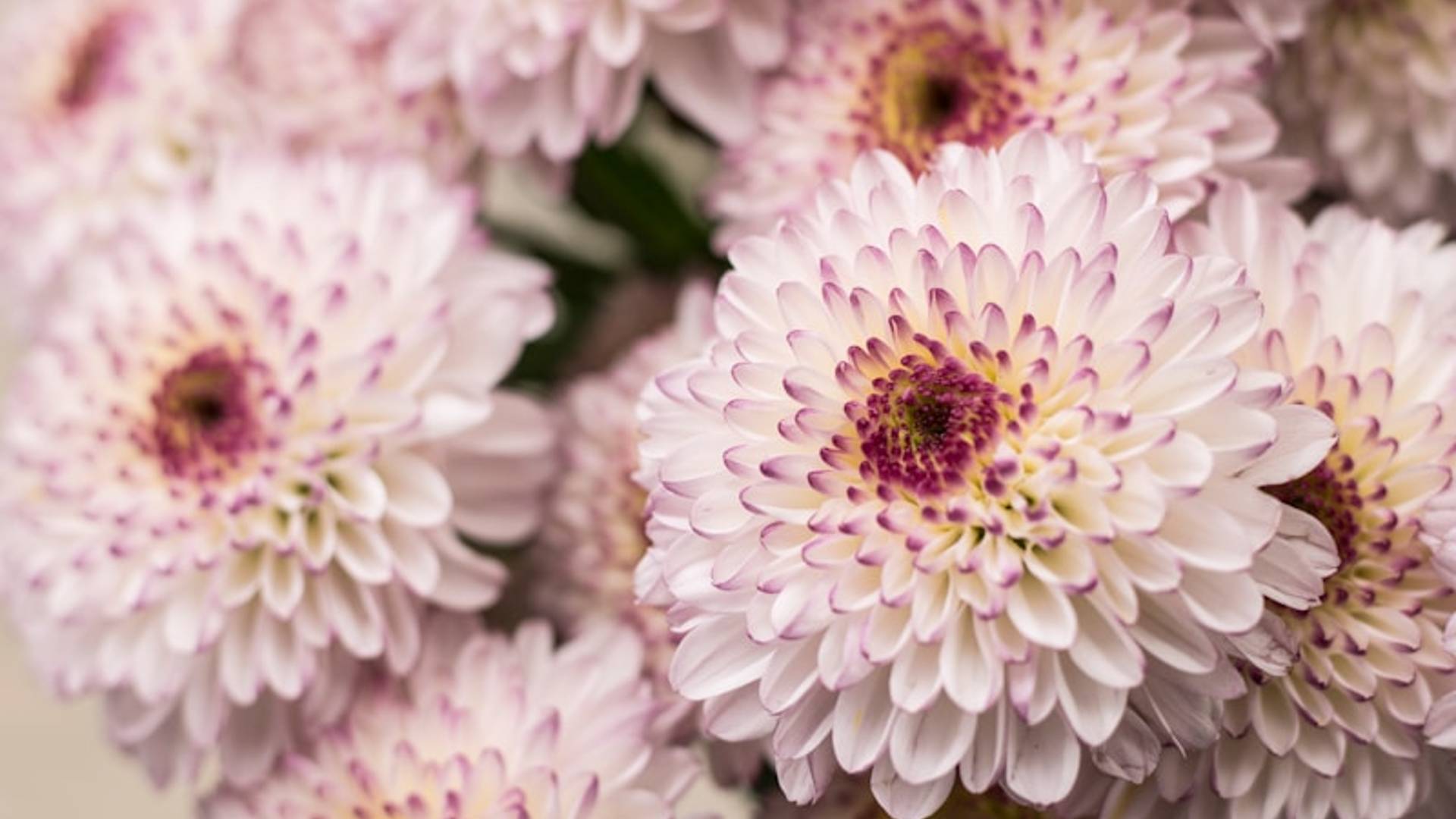 Close-up of delicate pink and white chrysanthemums with dark centers.
