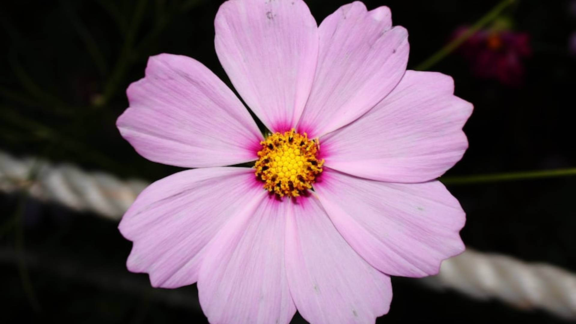 A single pink cosmos flower with yellow center.