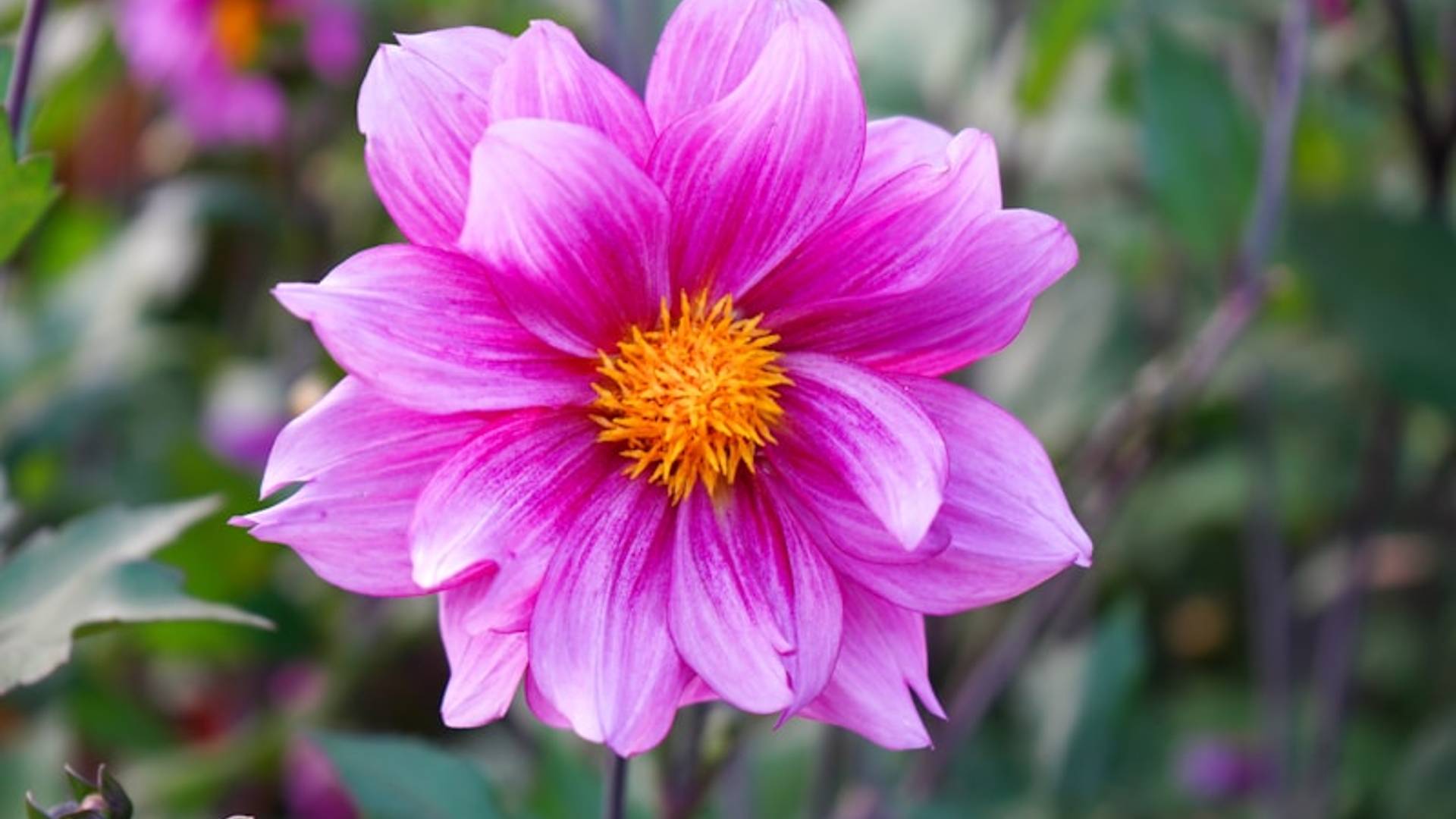 A purple flower with a yellow center in a garden