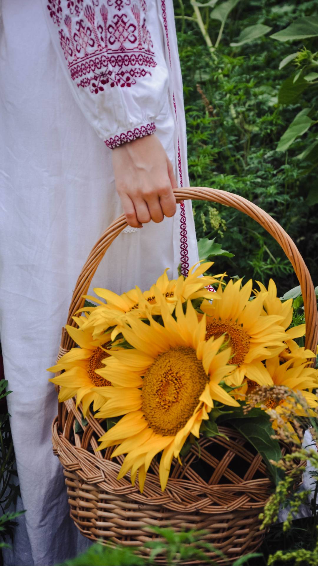 a woman walks in a summer garden with a basket of sunflowers