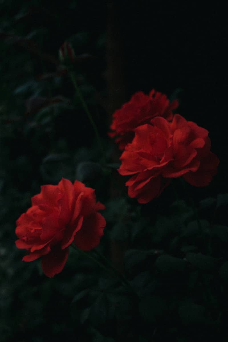 Three vibrant red roses bloom in darkness.
