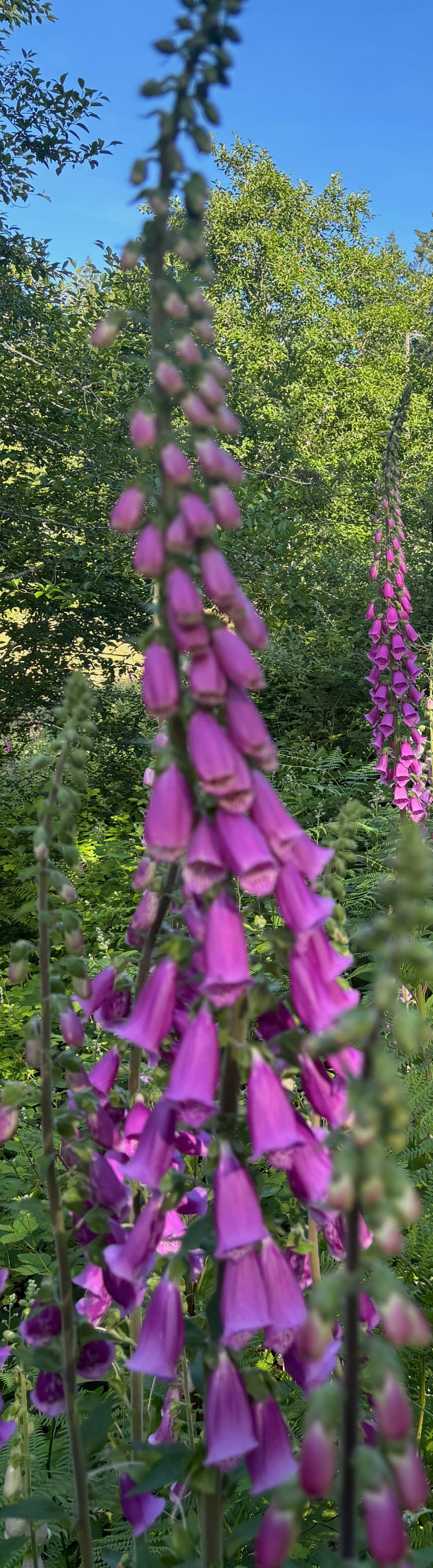 Foxgloves by the side of the road