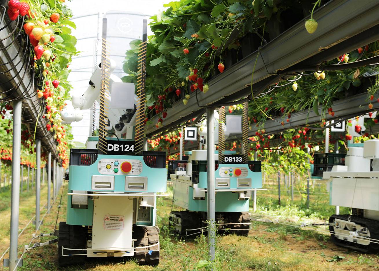 Fruit-harvesting robots from Dogtooth