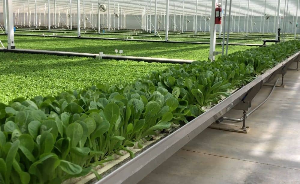 Revol Greens