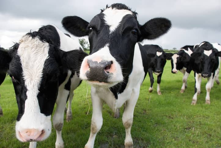 Cows - Image credit: istock/damnura