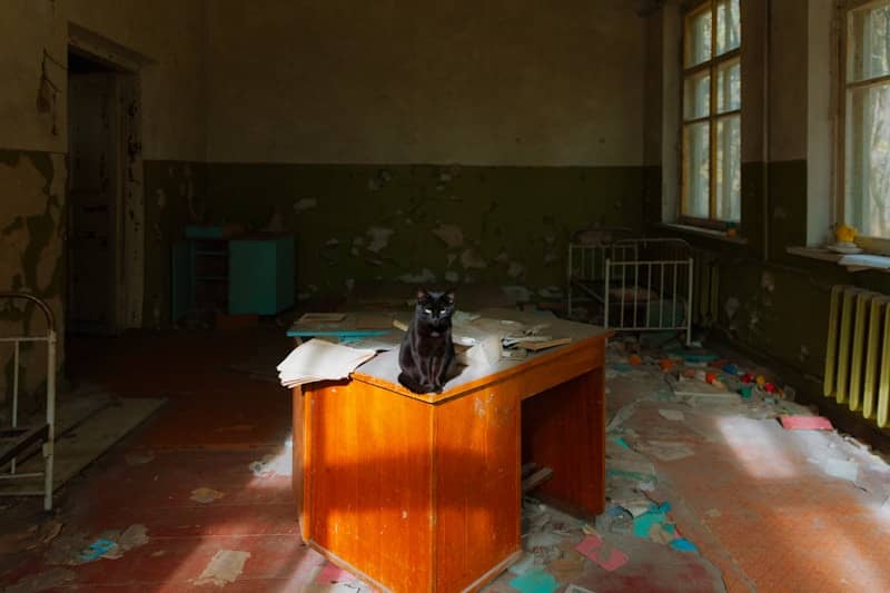 Black cat sitting on a desk in an abandoned room.