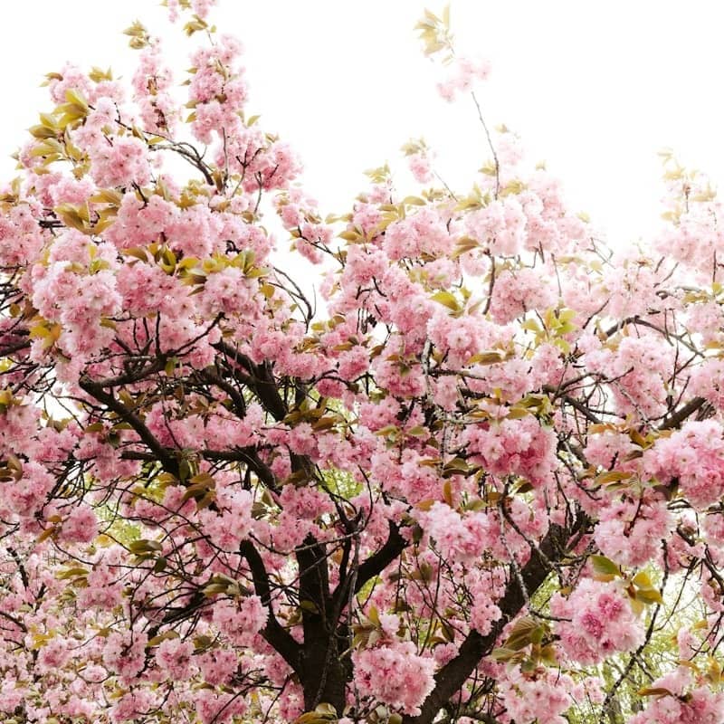 Cherry blossom tree blooms in pink.