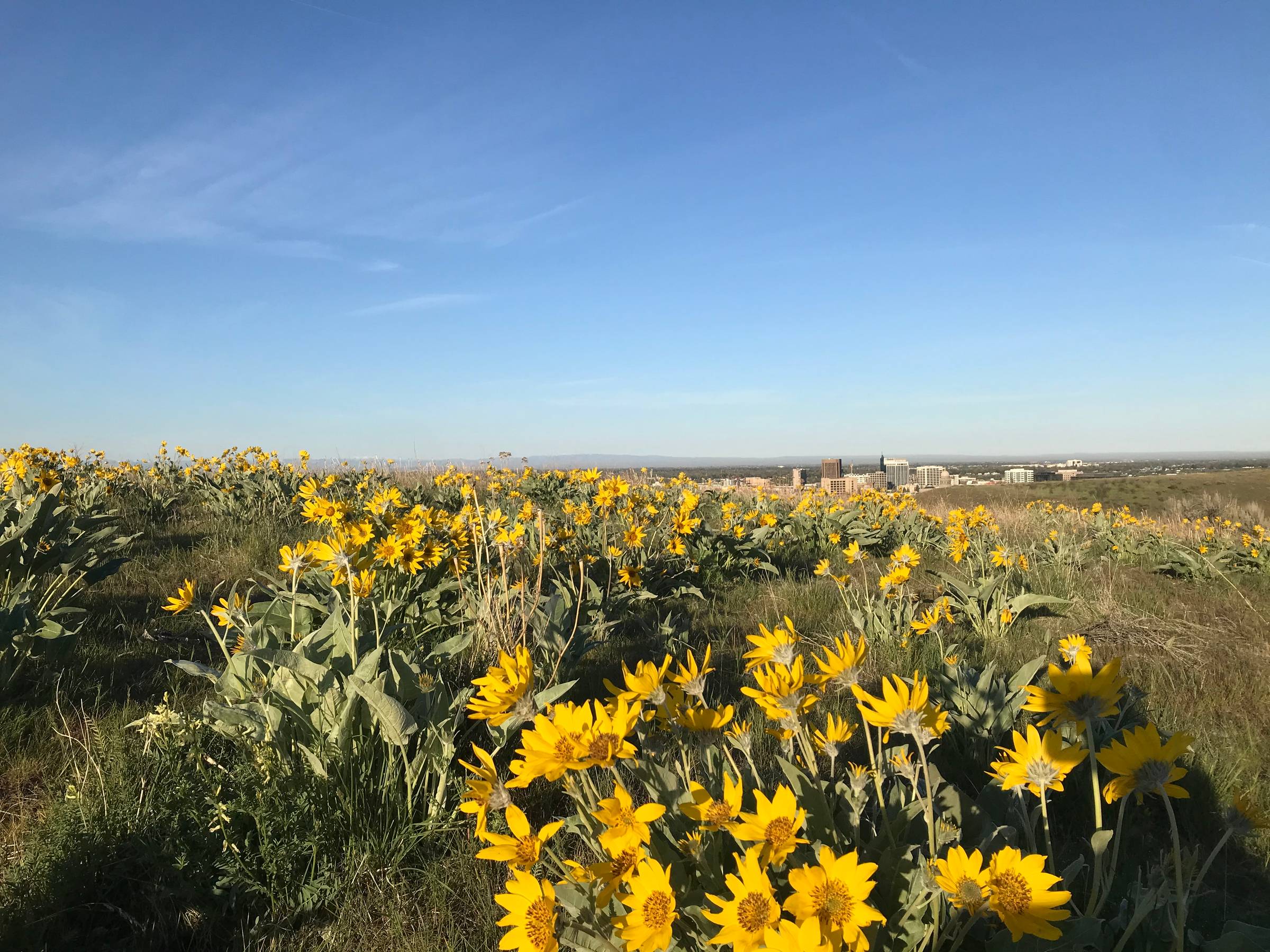 Boise Wildflowers & Where To Find Them