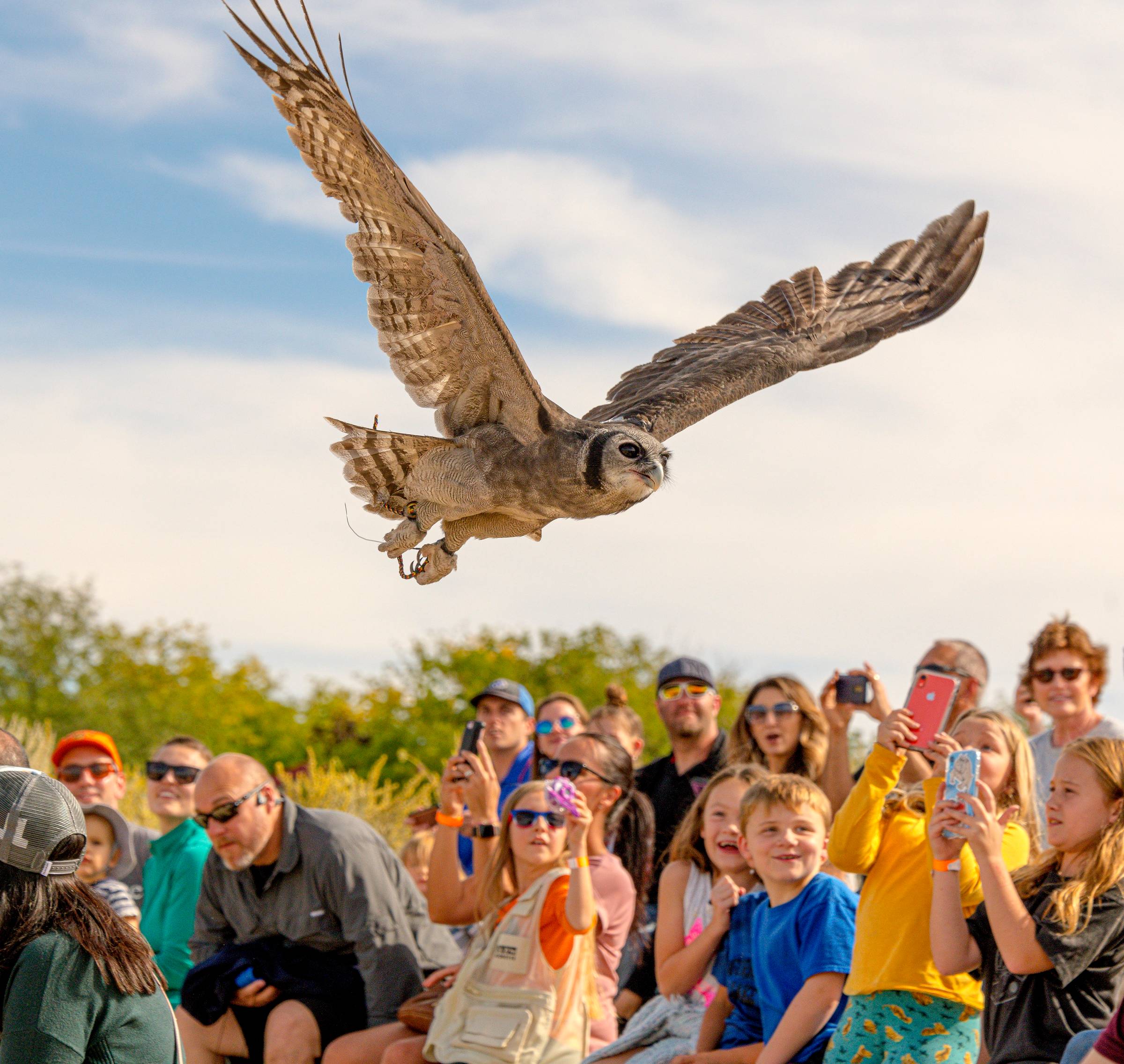 The world's oldest centre for birds of prey – in pictures, Art and design