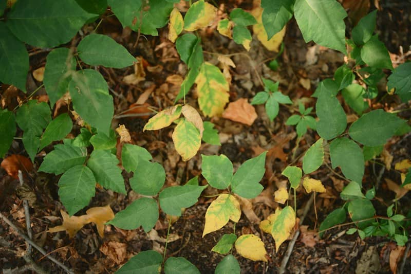 Green and yellow poison ivy leaves on a forest floor