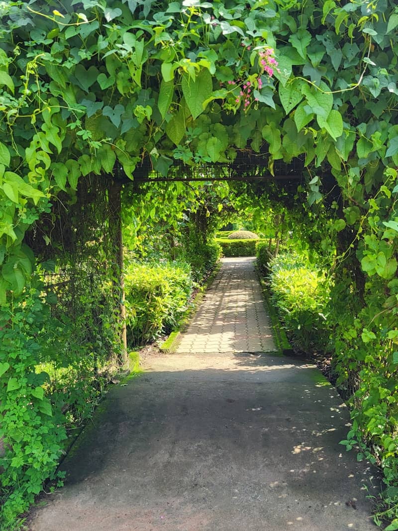 A path through a lush green garden with lots of plants