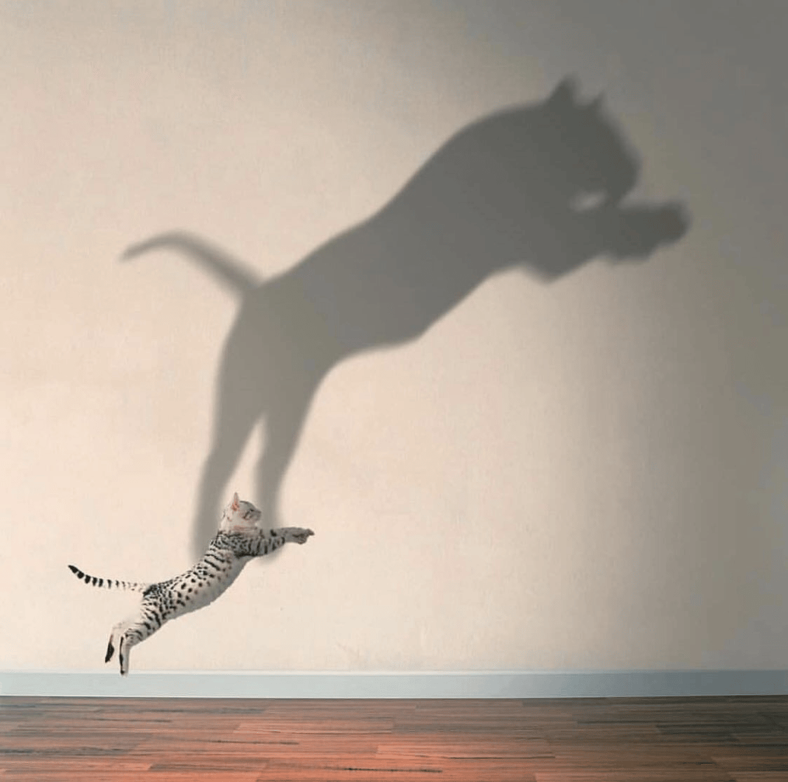 Cat jumping with a large shadow projected behind it on the wall