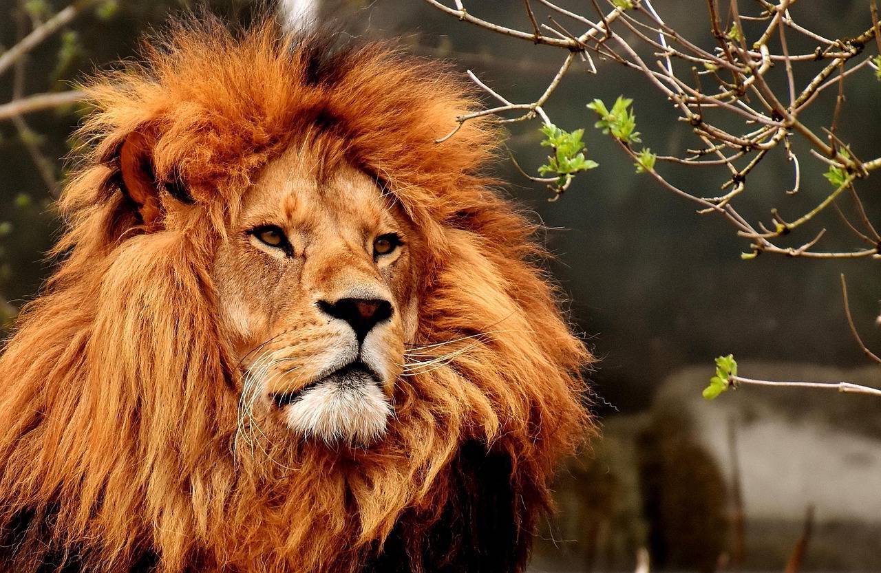 Lion head in a natural setting