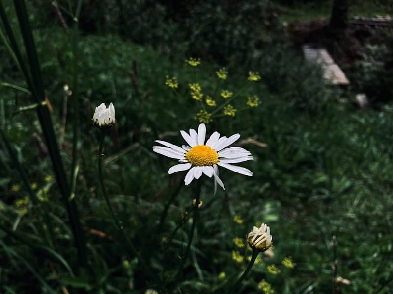 A daisy blooms among green foliage and small flowers.