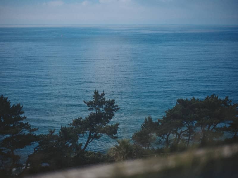 Ocean view framed by trees.