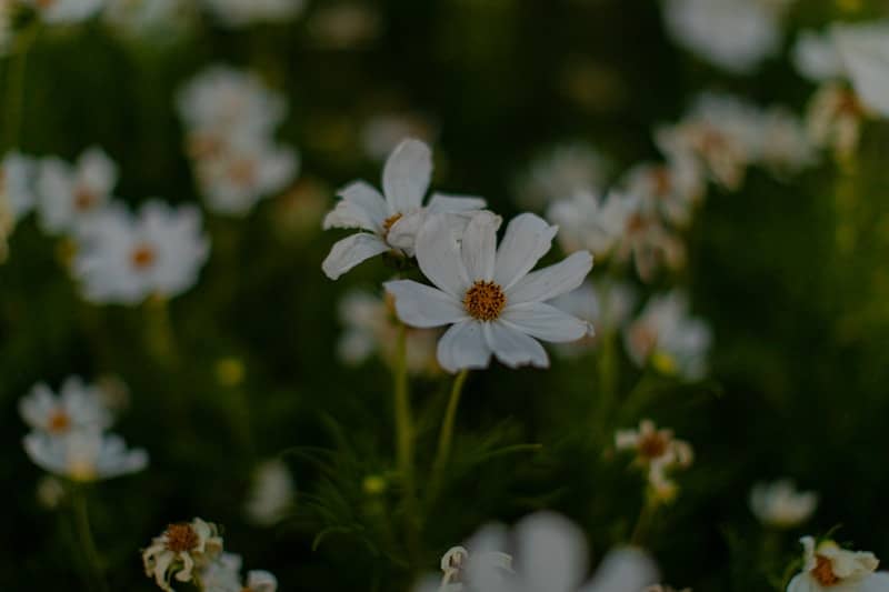 White flowers bloom in a lush, green field.