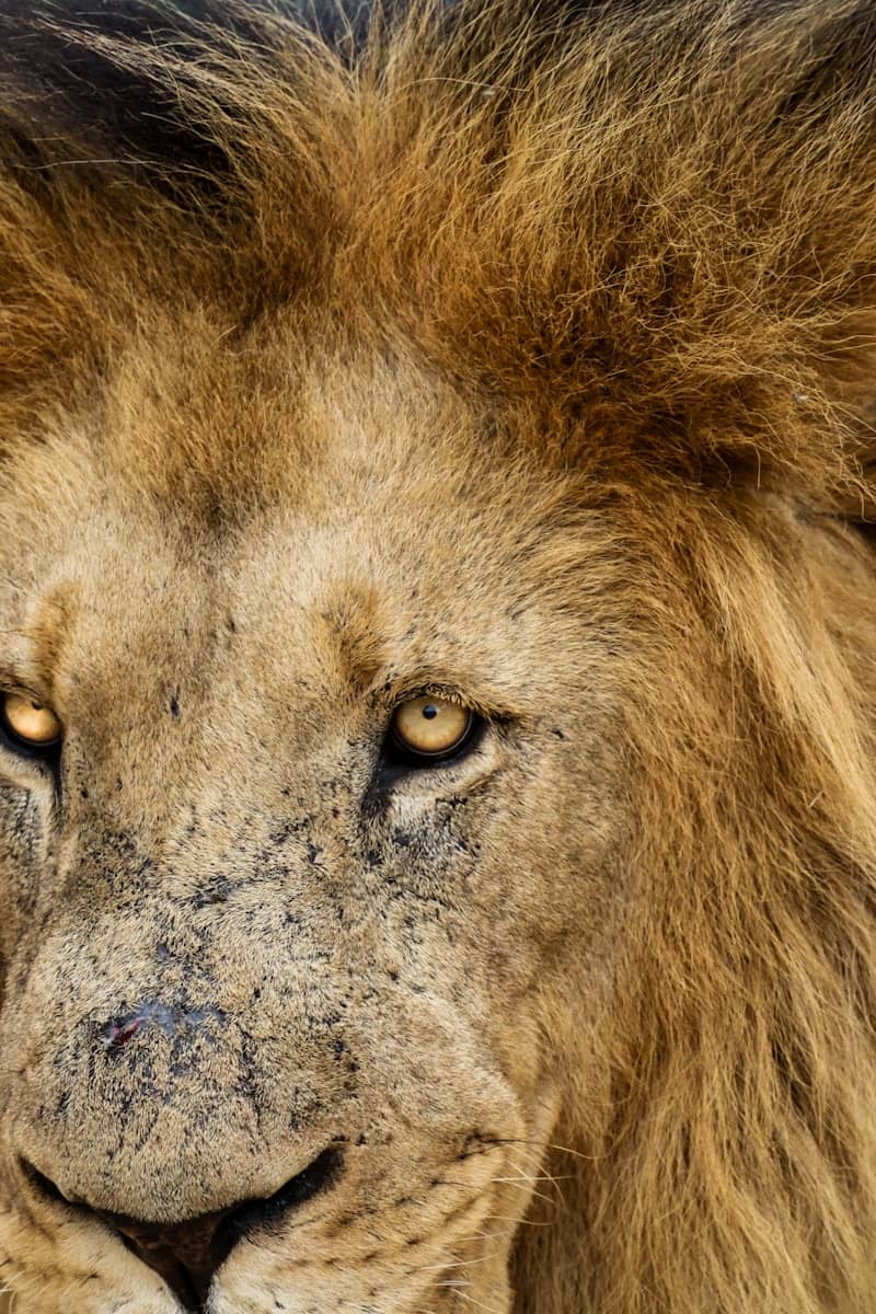 A lion’s piercing stare is caught on camera.