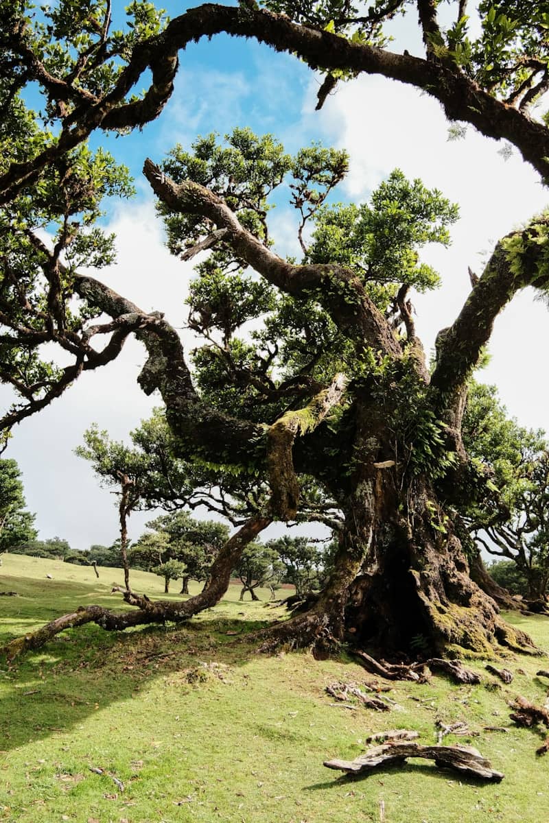 Ancient gnarled tree with moss and ferns