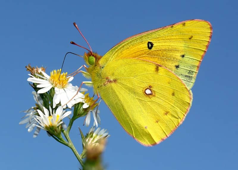 A yellow butterfly is perched on a white flower.