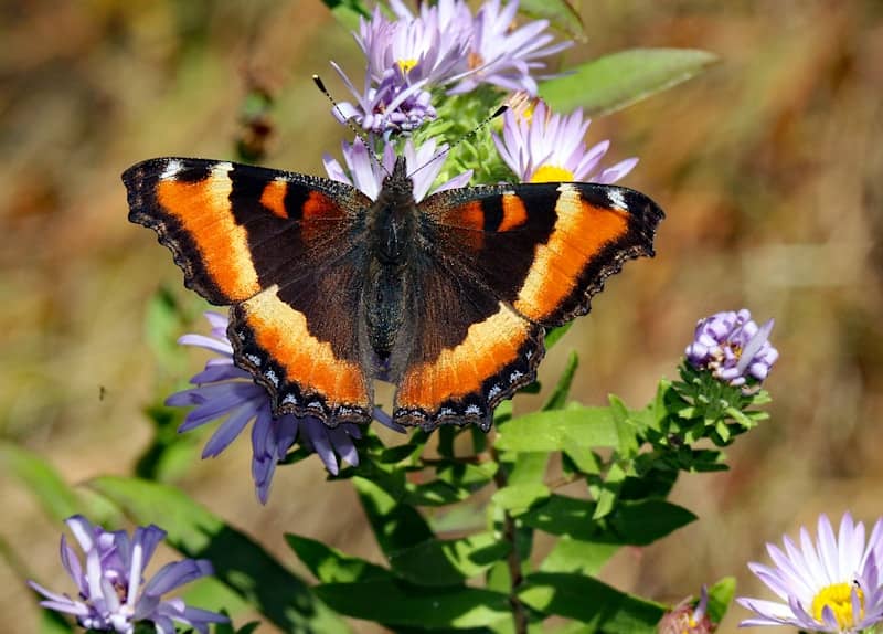 An orange and black butterfly sitting on a purple flower