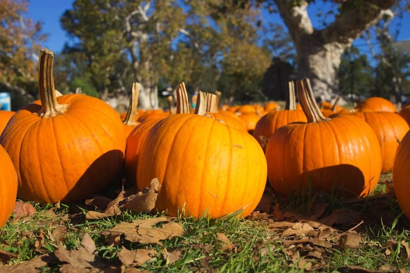 Many bright orange pumpkins in a field