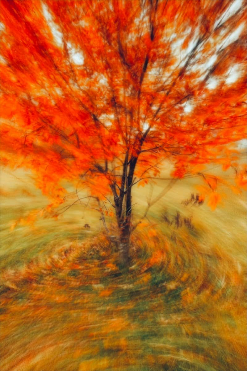 A tree with vibrant orange autumn leaves captured with a circular motion blur