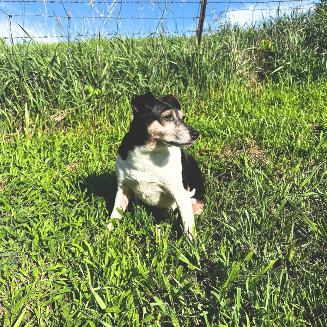 ophie gazing out from the back hill