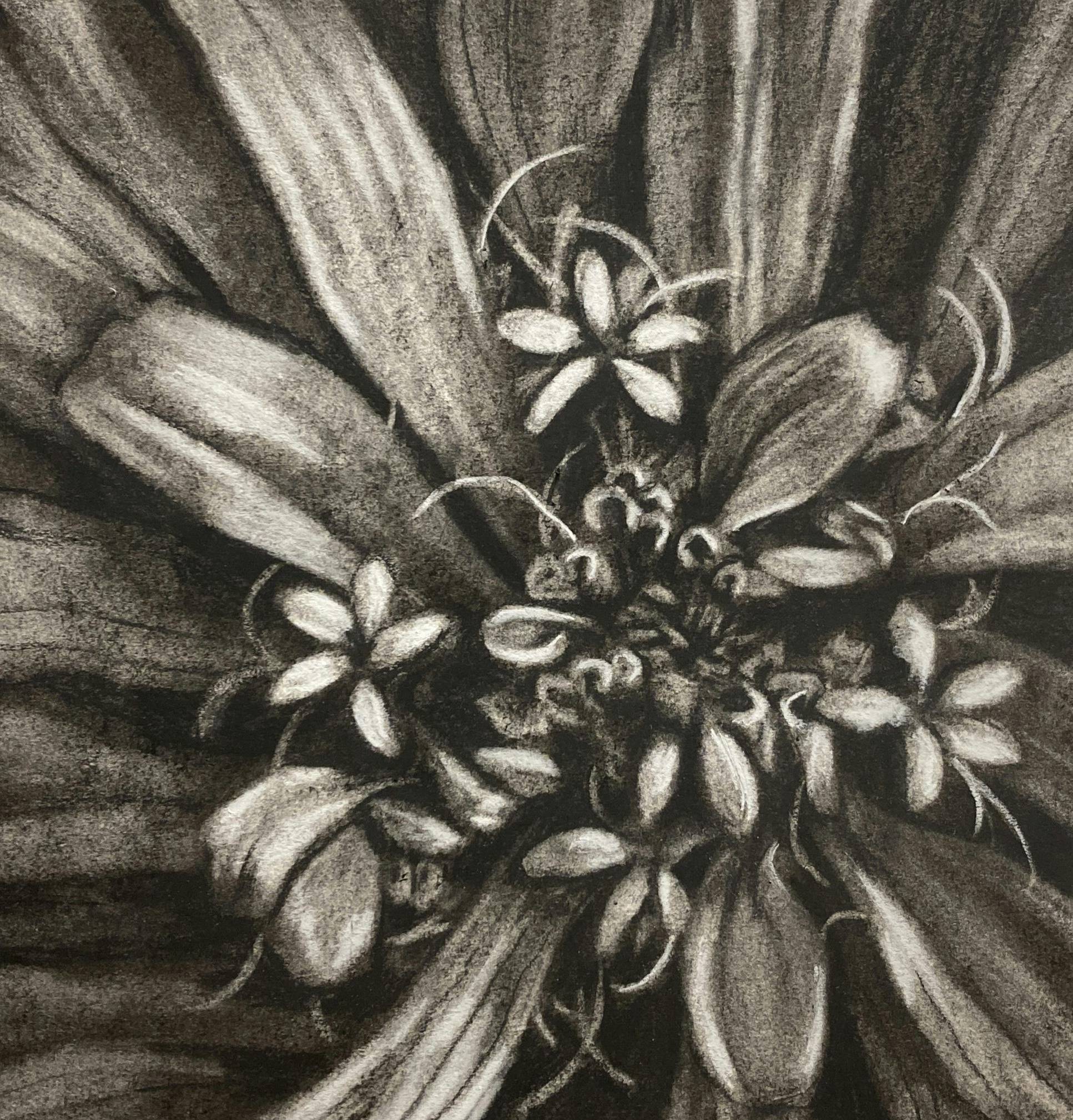 my charcoal subtraction artwork of the close up detail of the center of a zinnia