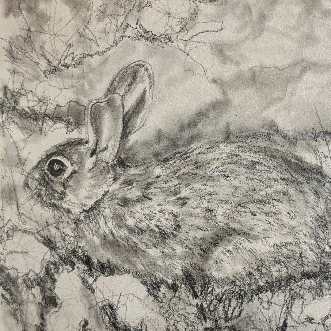 one of my sketches of a rabbit