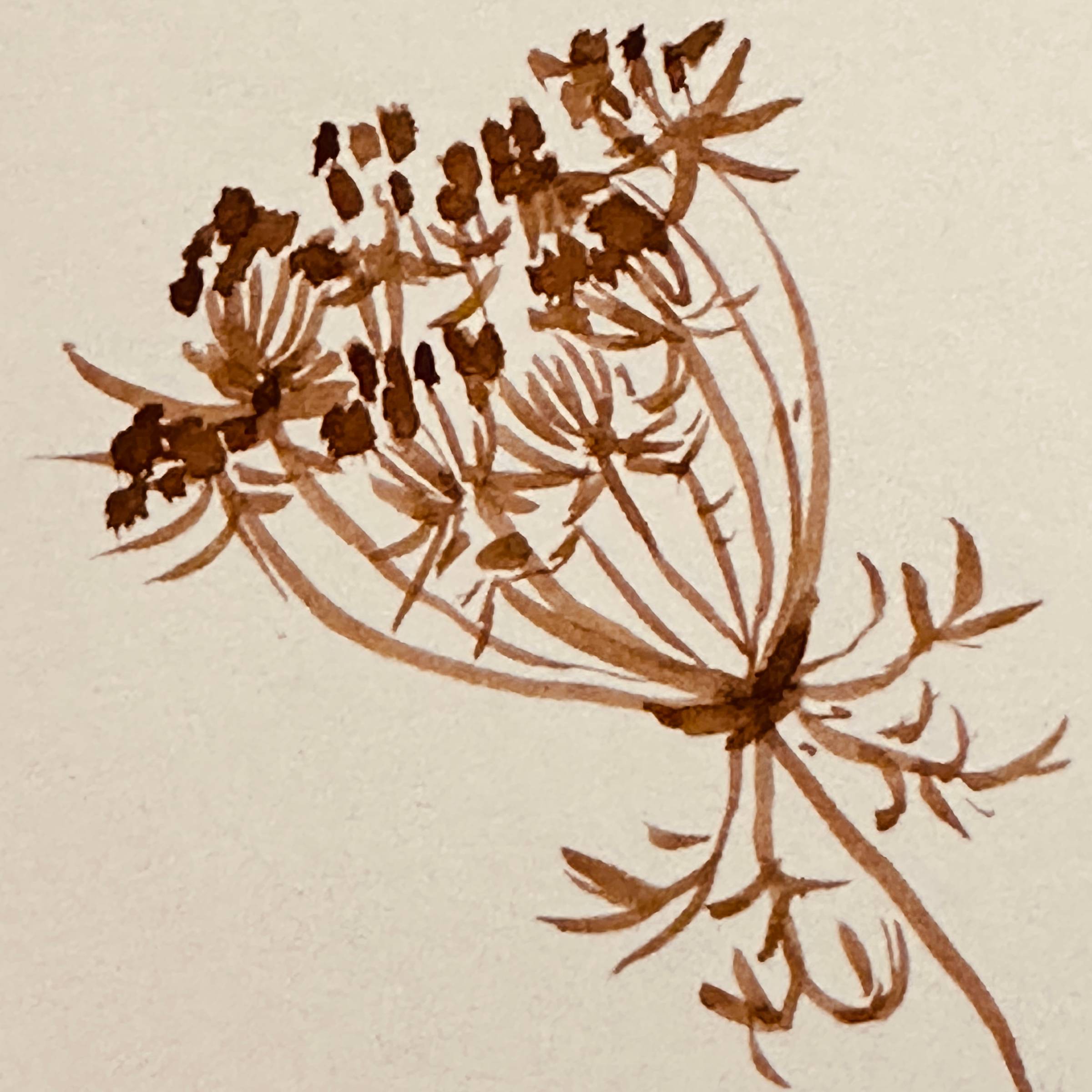 walnut ink sketch of queen Anne's lace