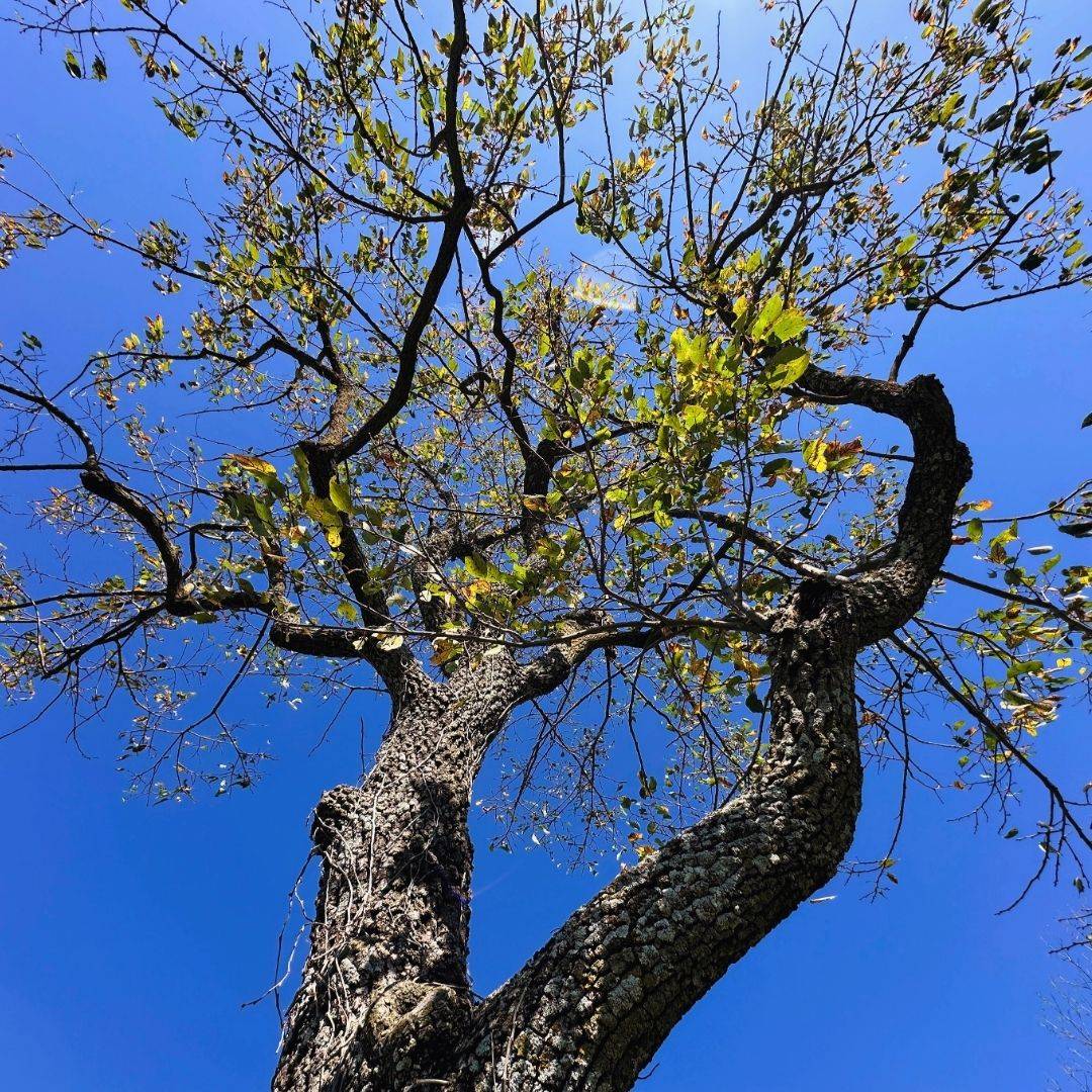 my persimmon tree