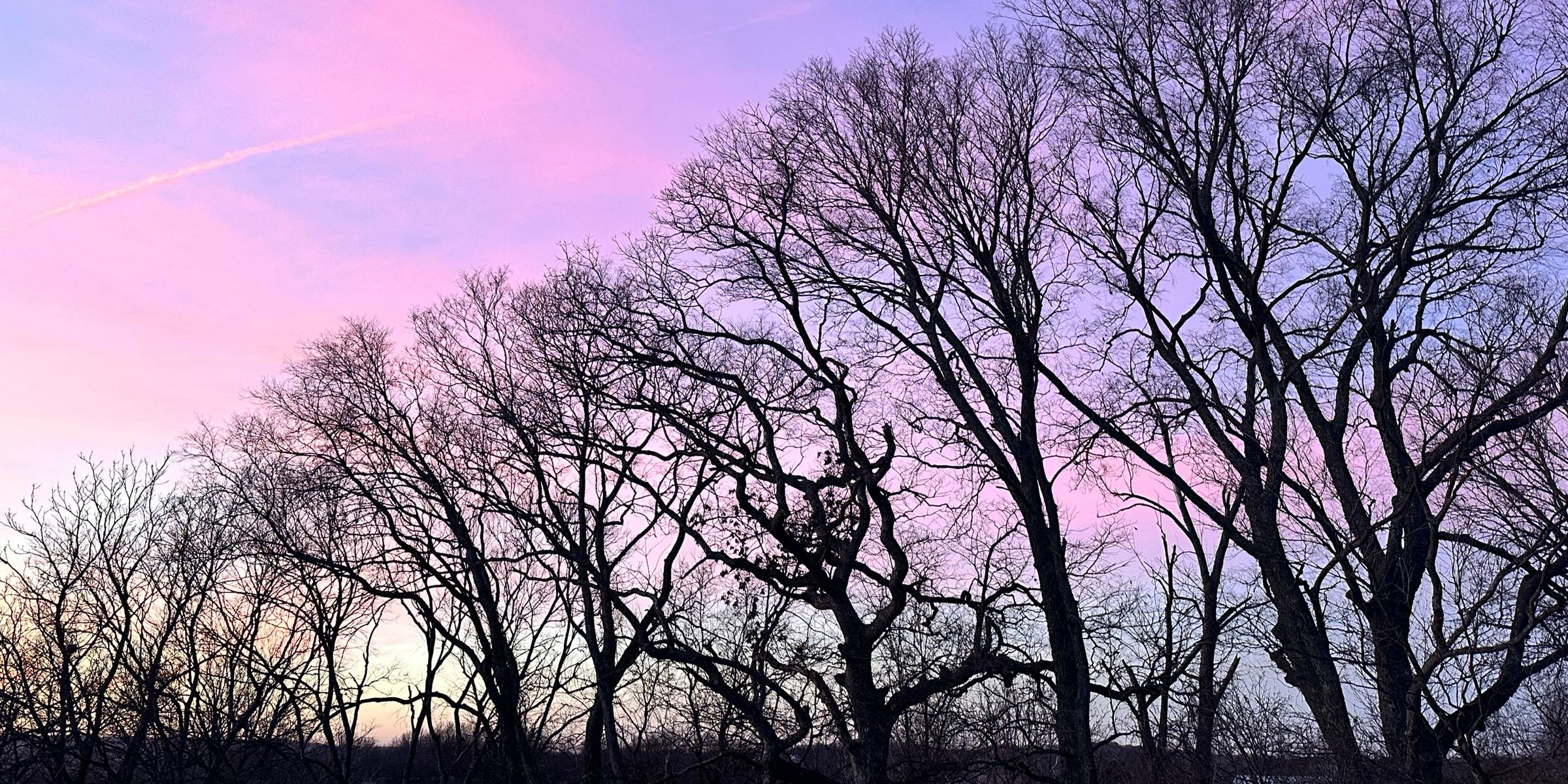winter sky of pink and purple behind bare tree silhouettes