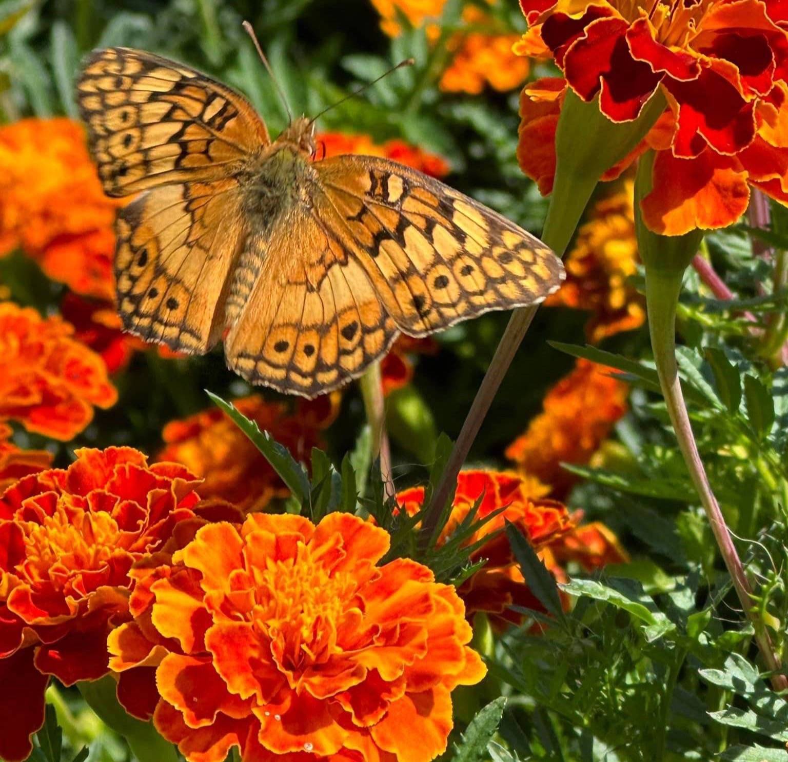 close-up of a butterfly on marigolds
