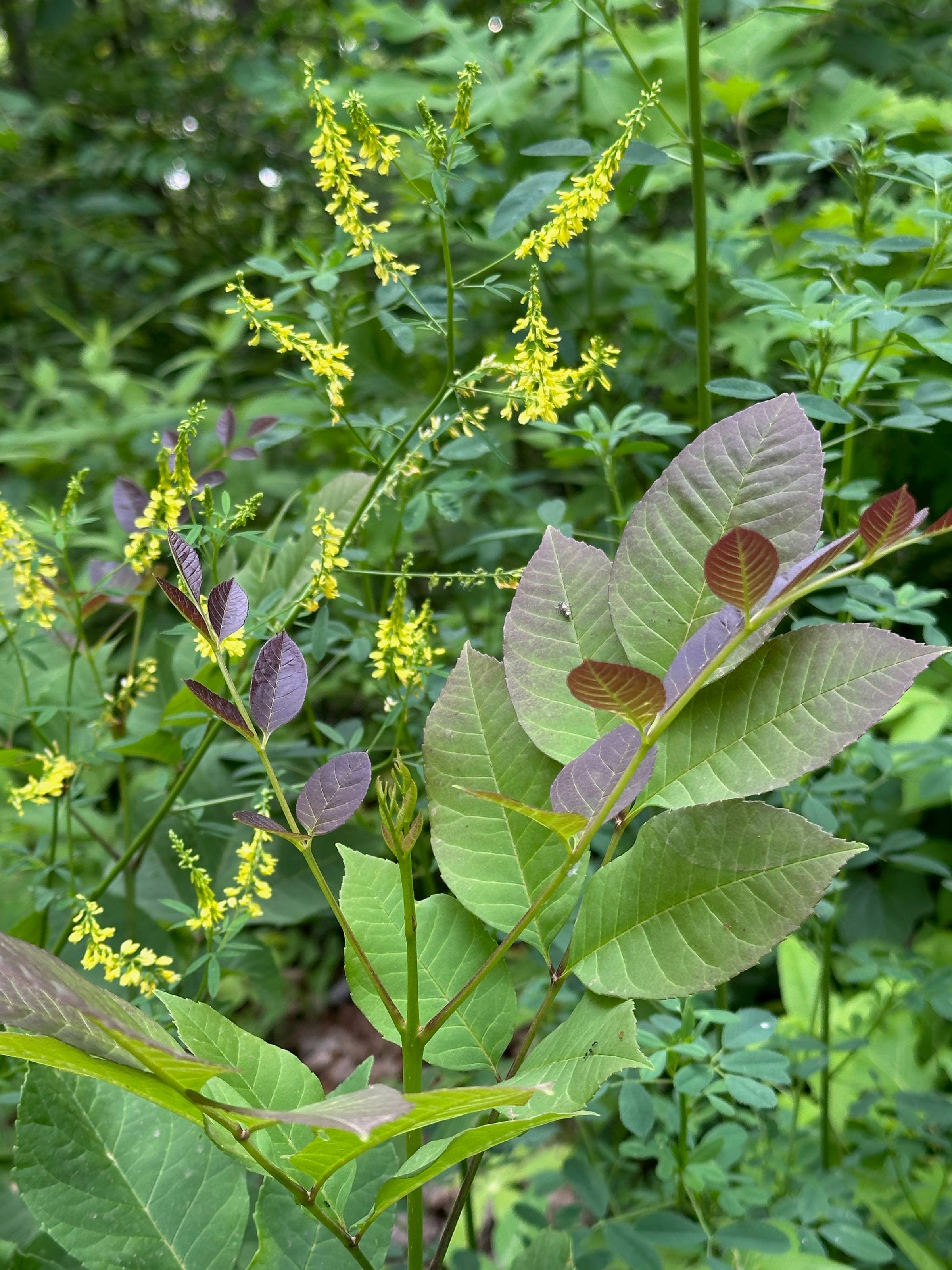yellow clover, purple leaves amongst green