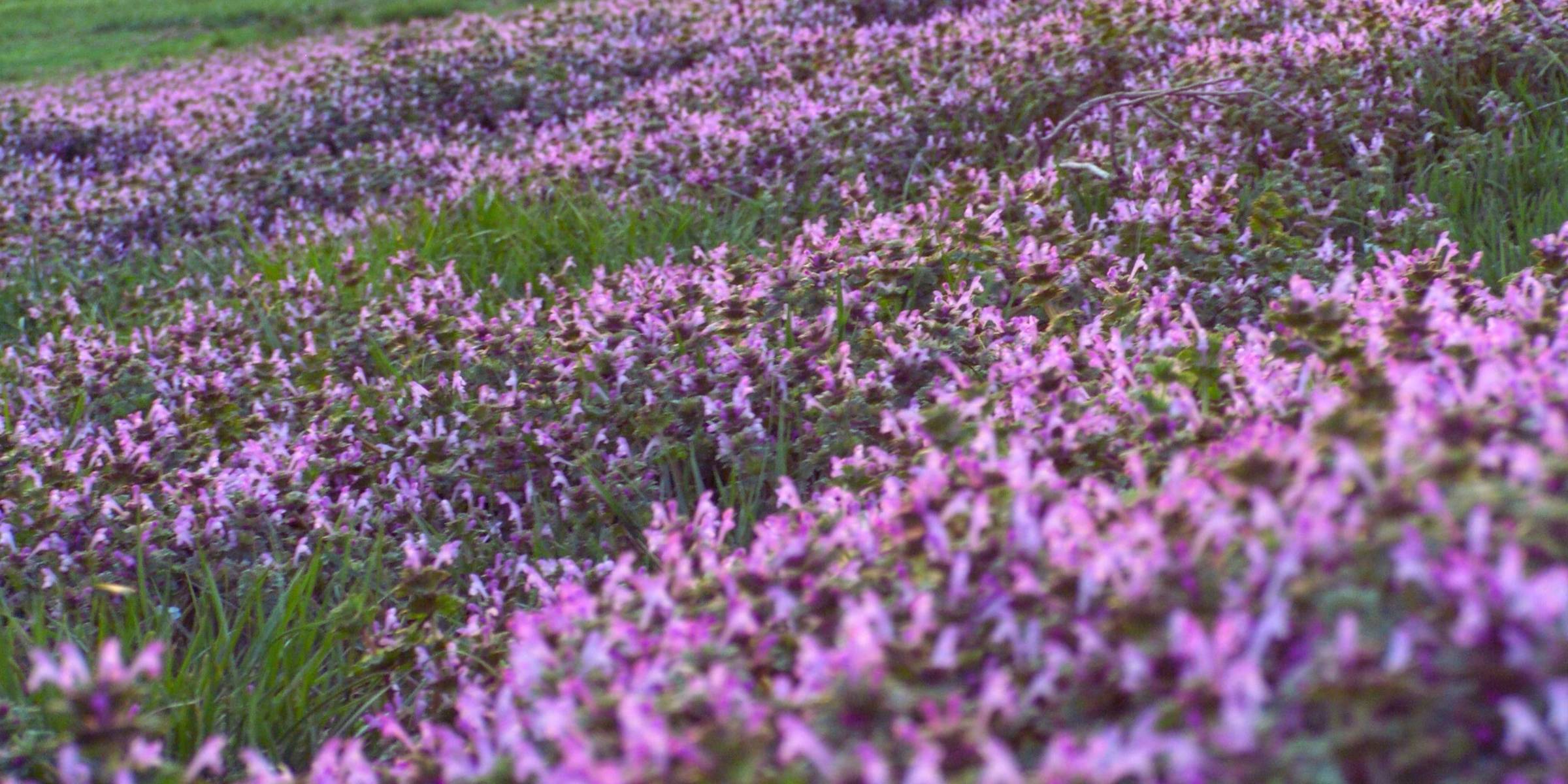 hillside filled with hen bit blooms