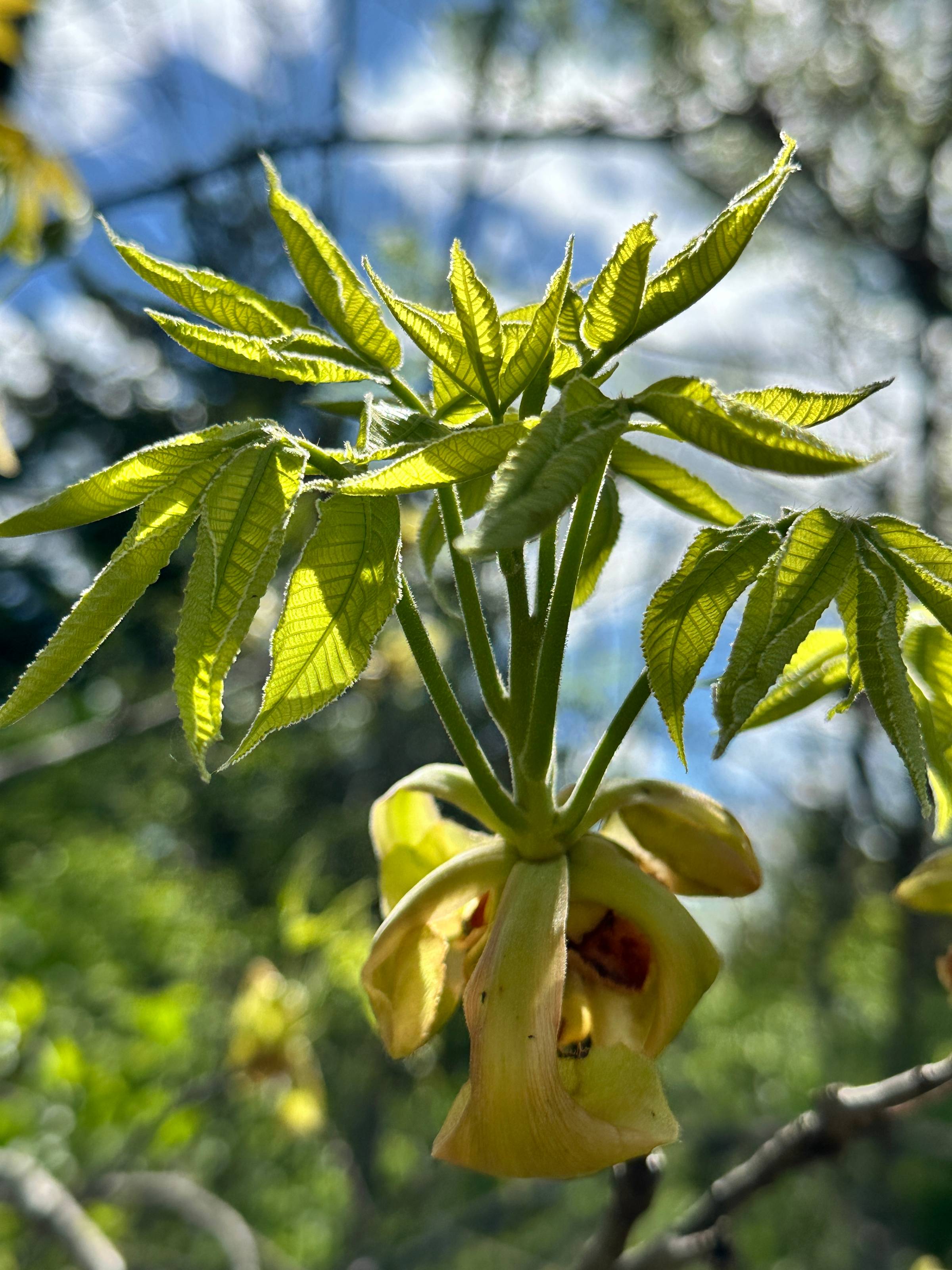 tree leaves "blooming"