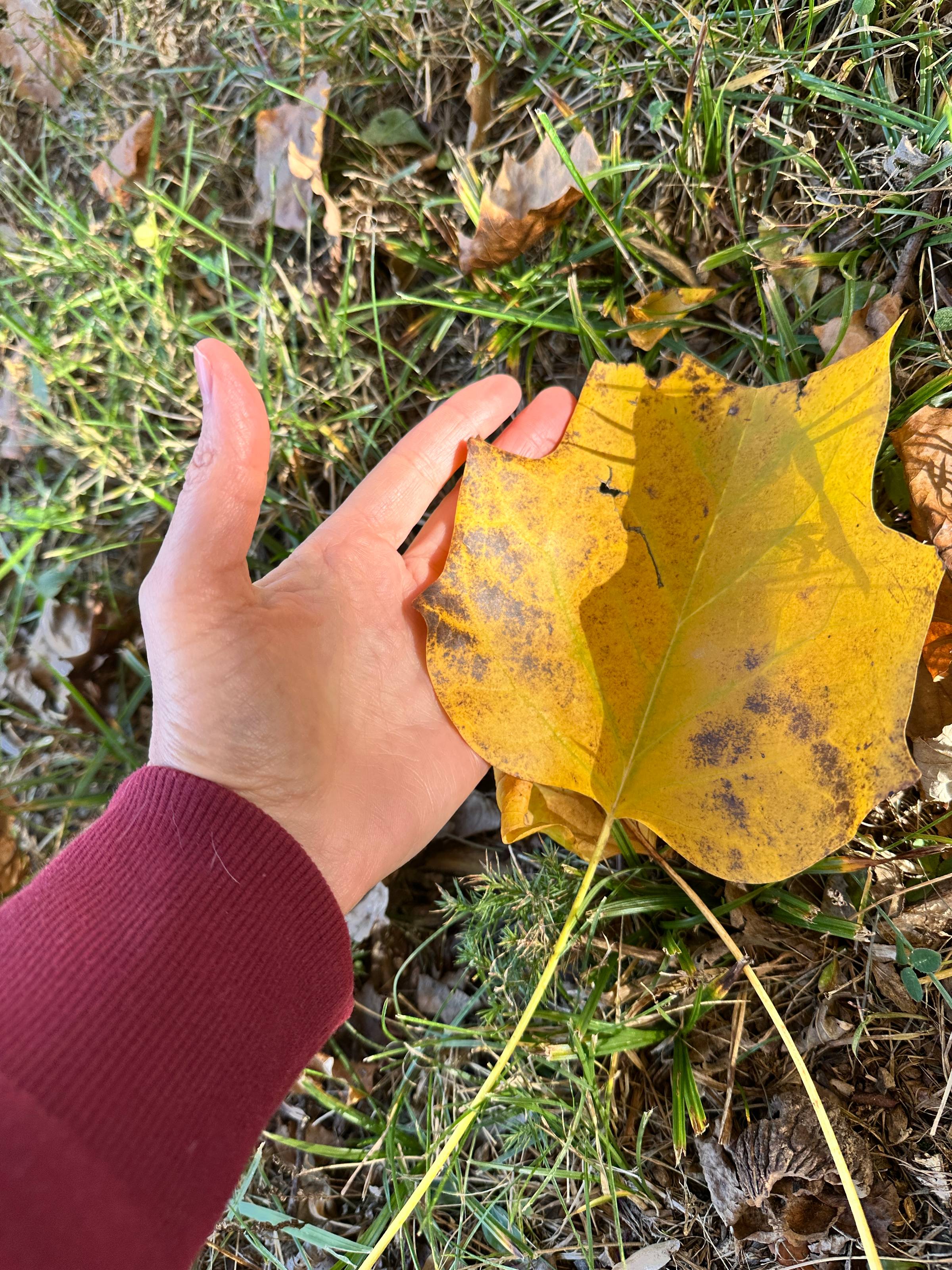 my hand holding a tulip poplar leaf