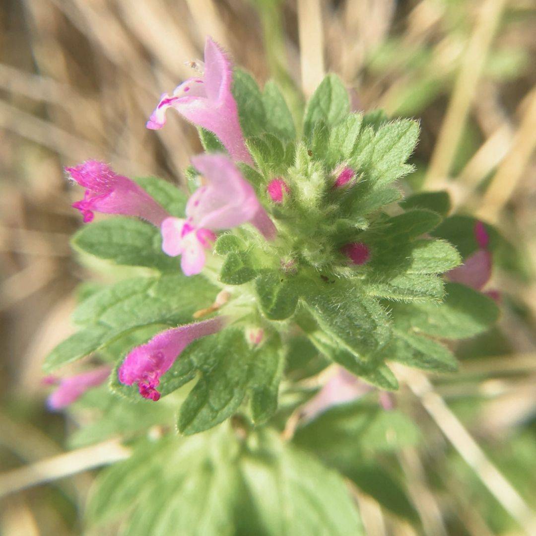 close-up of henbit