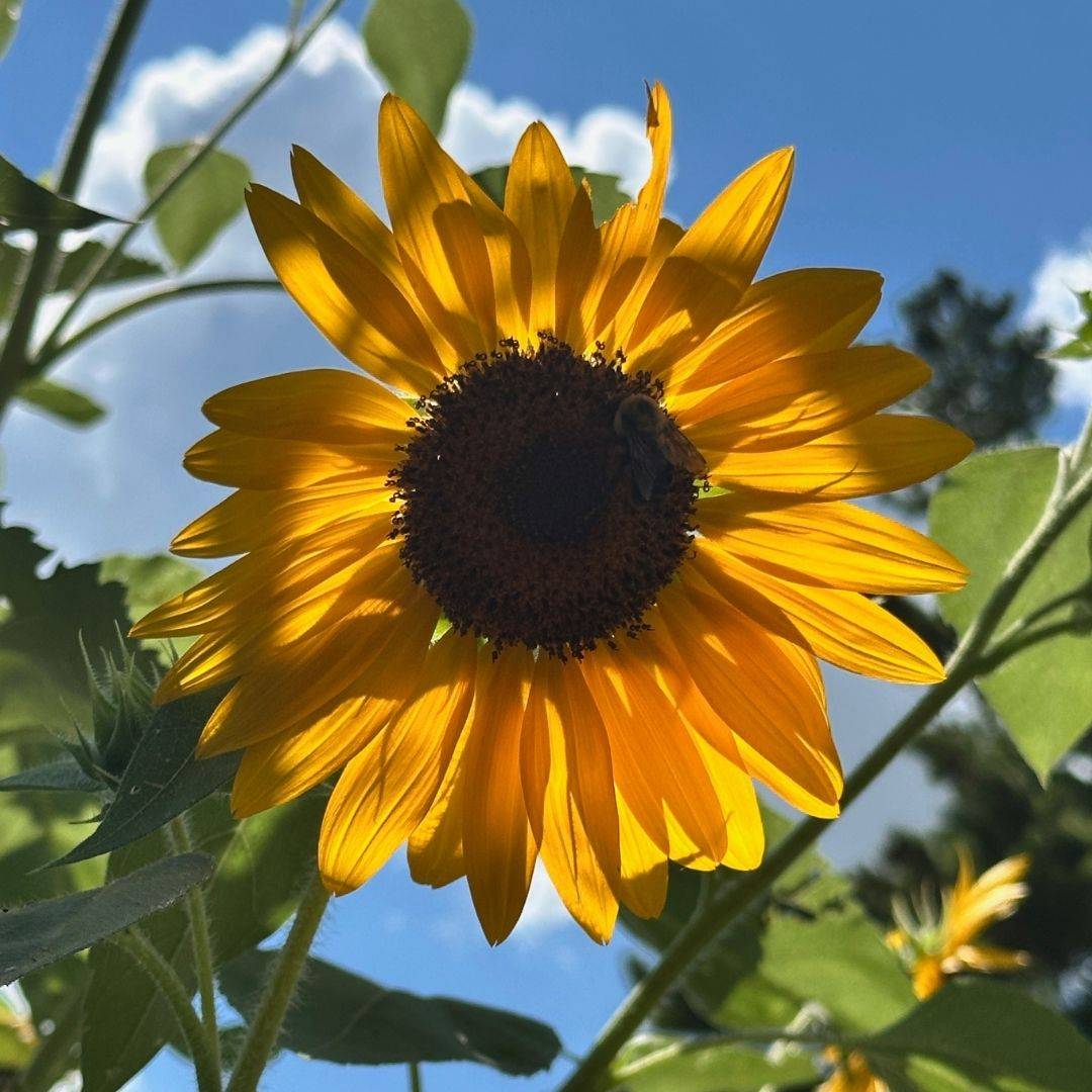 sunflower against the backdrop of a blue sky