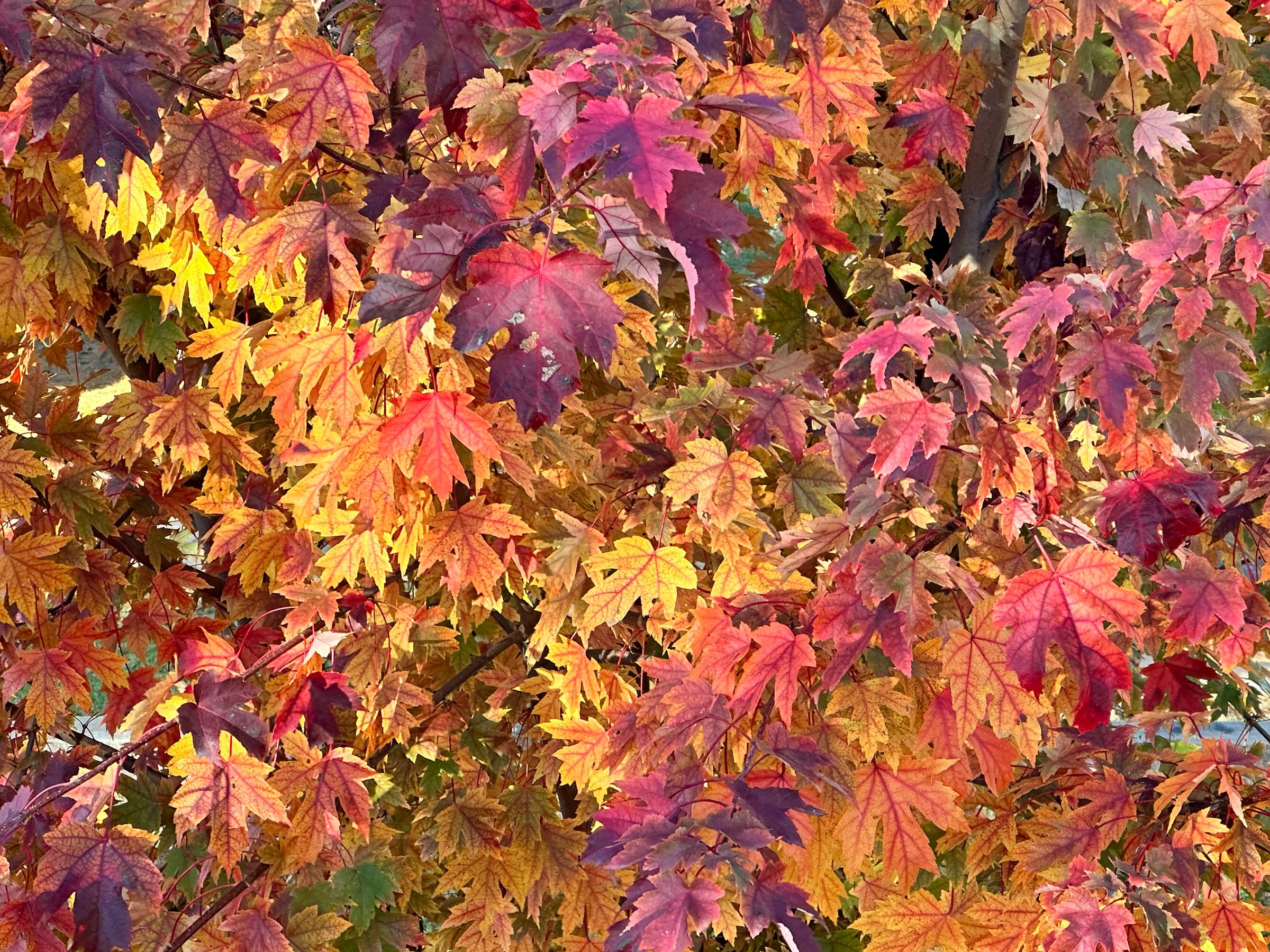 gorgeous fall colors on the maple tree