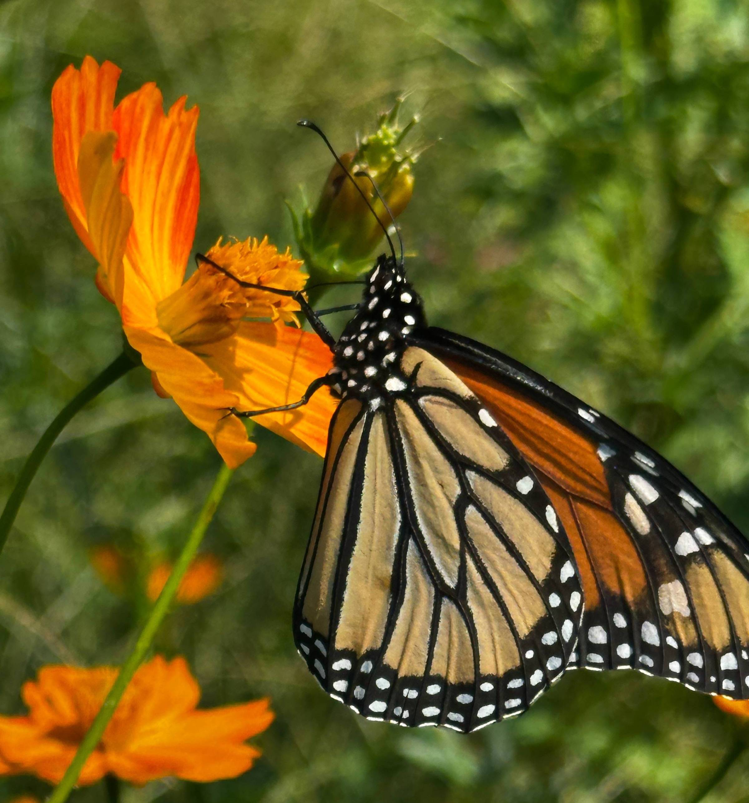 monarch on sulfur cosmos from our back hill
