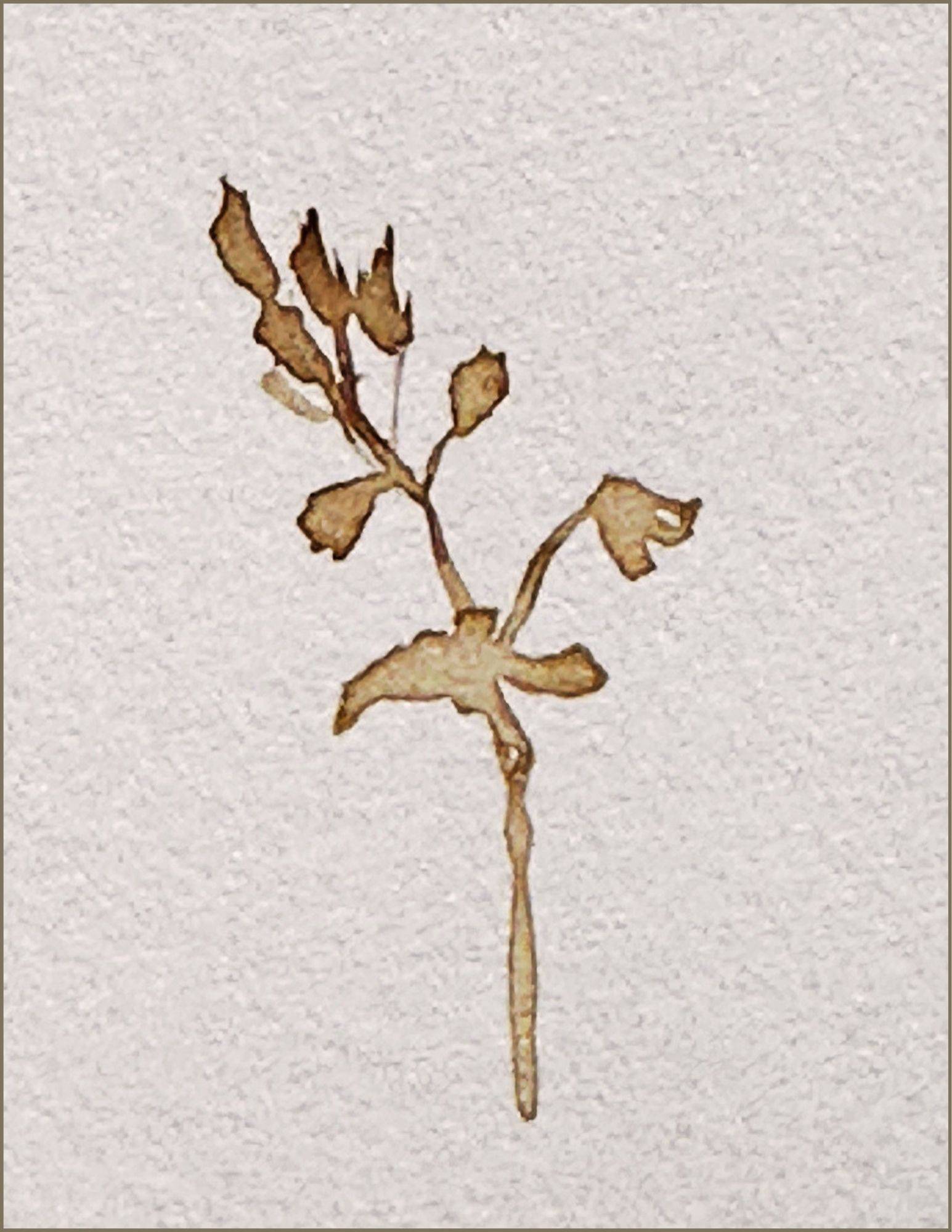 walnut in art