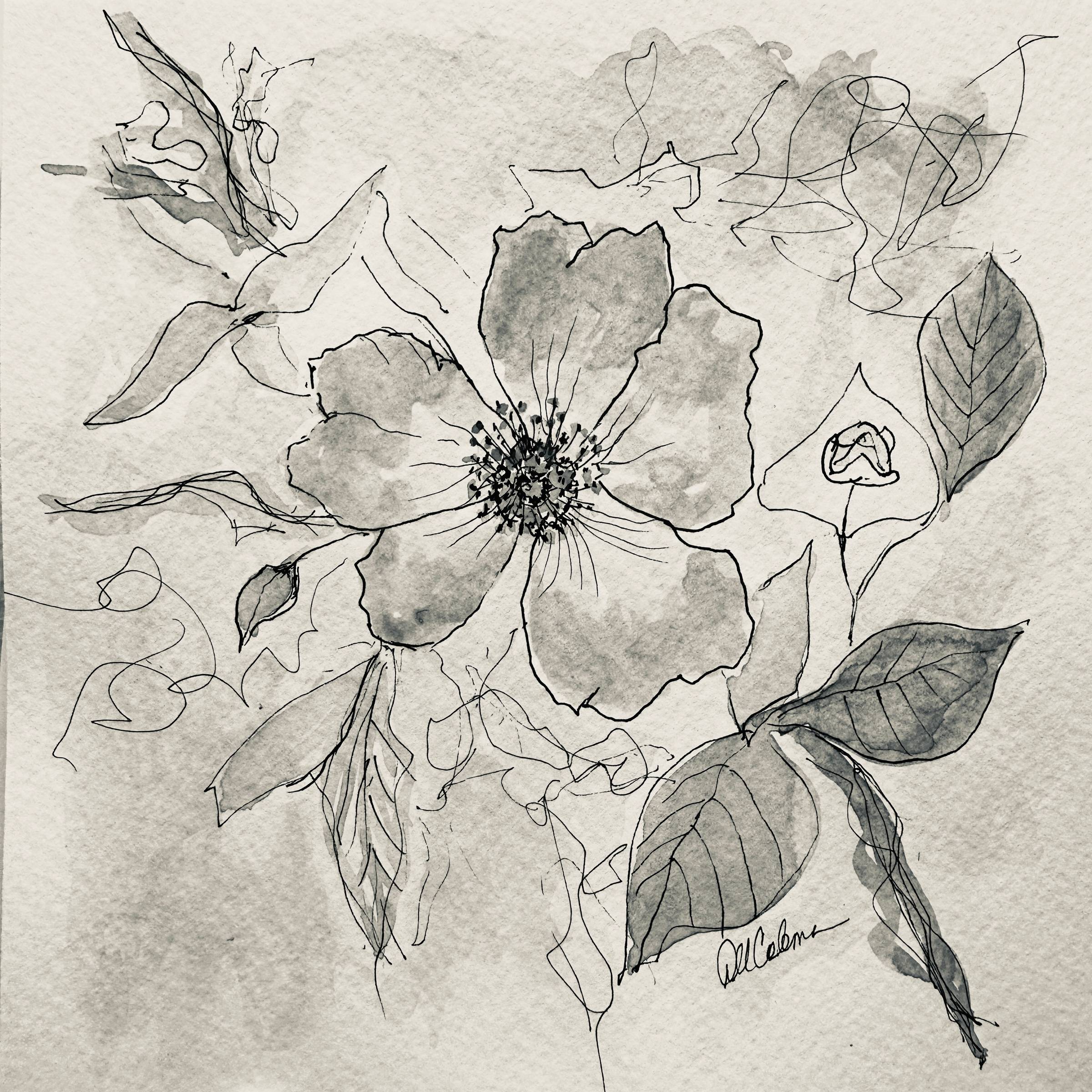 ink and watercolor wild rose in june