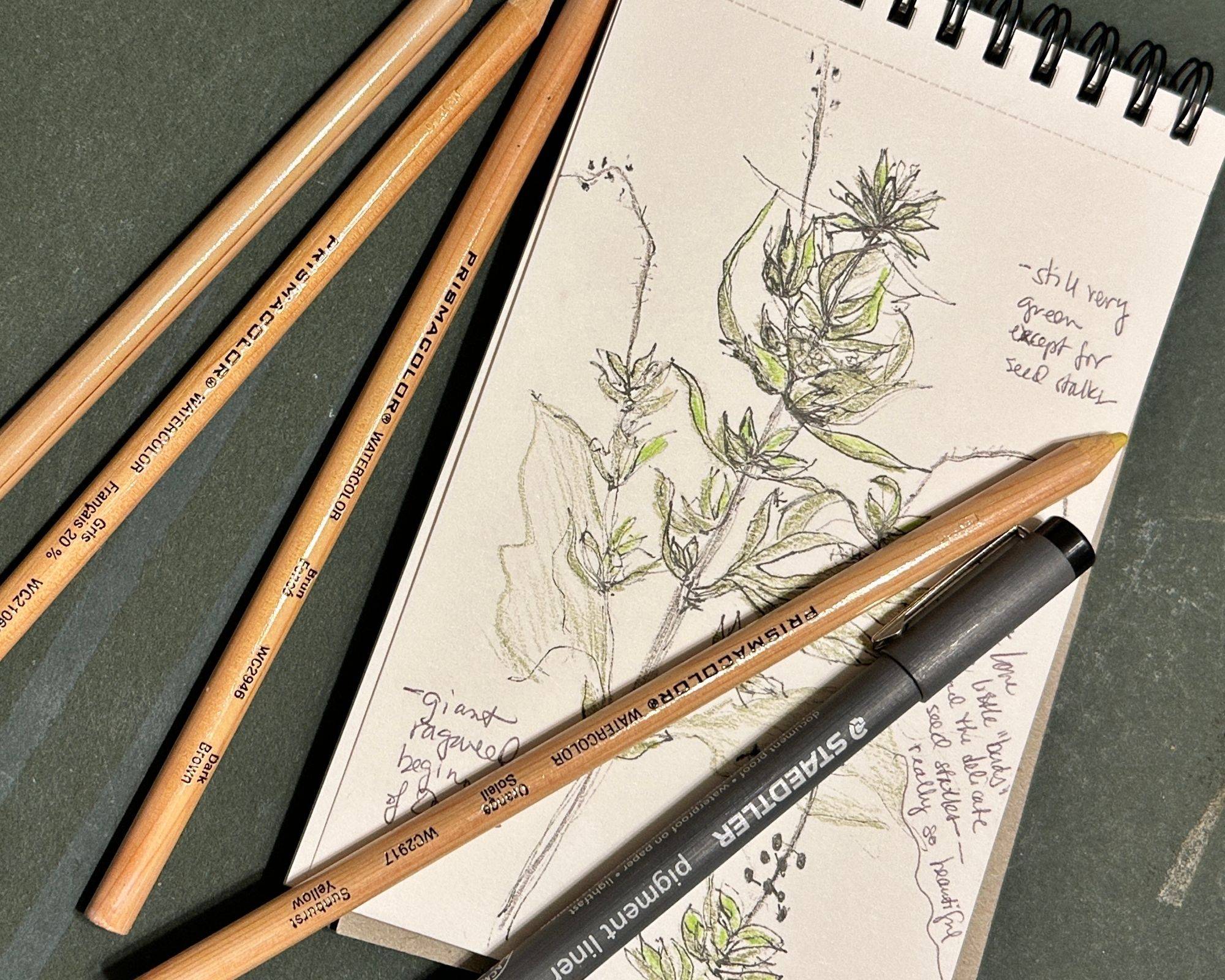 nature journal with colored pencils