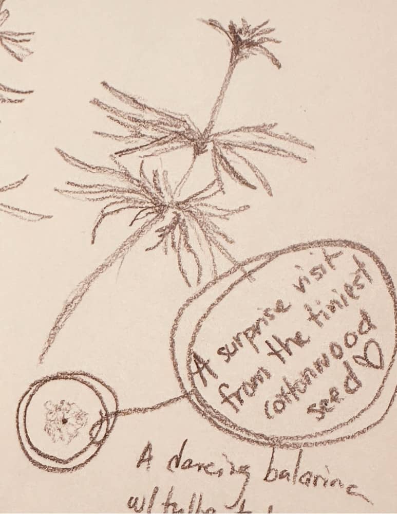detail from my nature journal