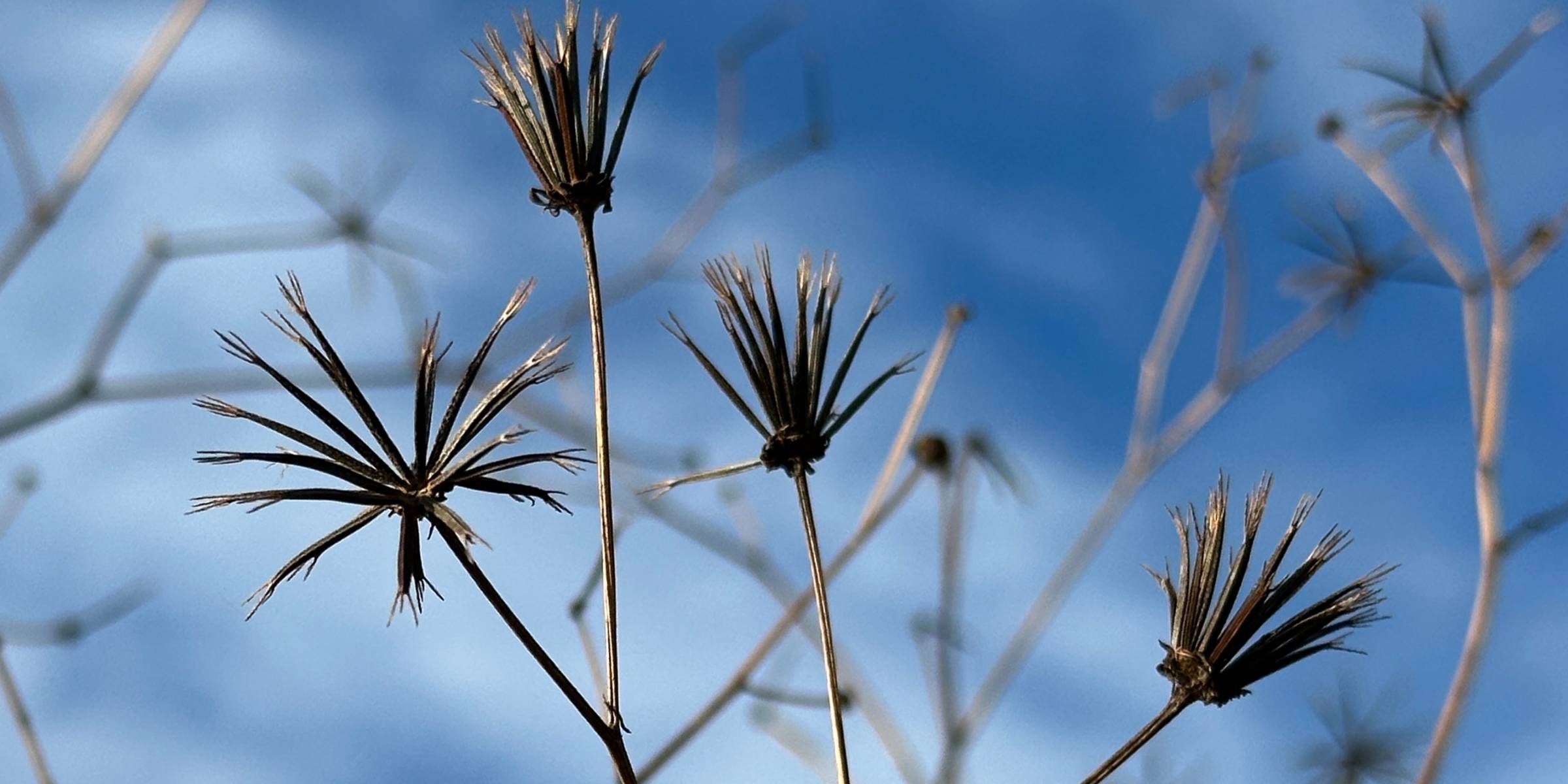 Spanish needles against the blue sky