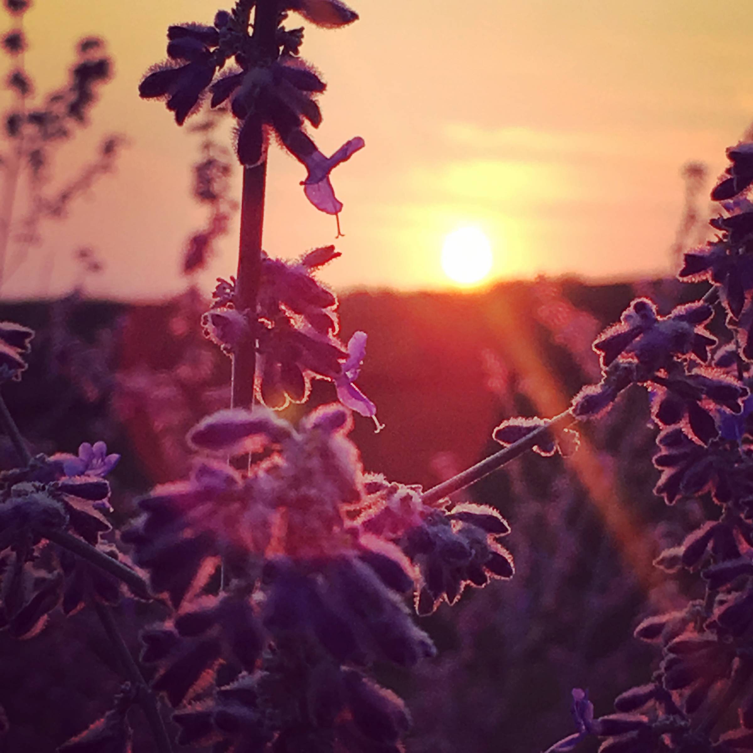 sun just above the horizon
