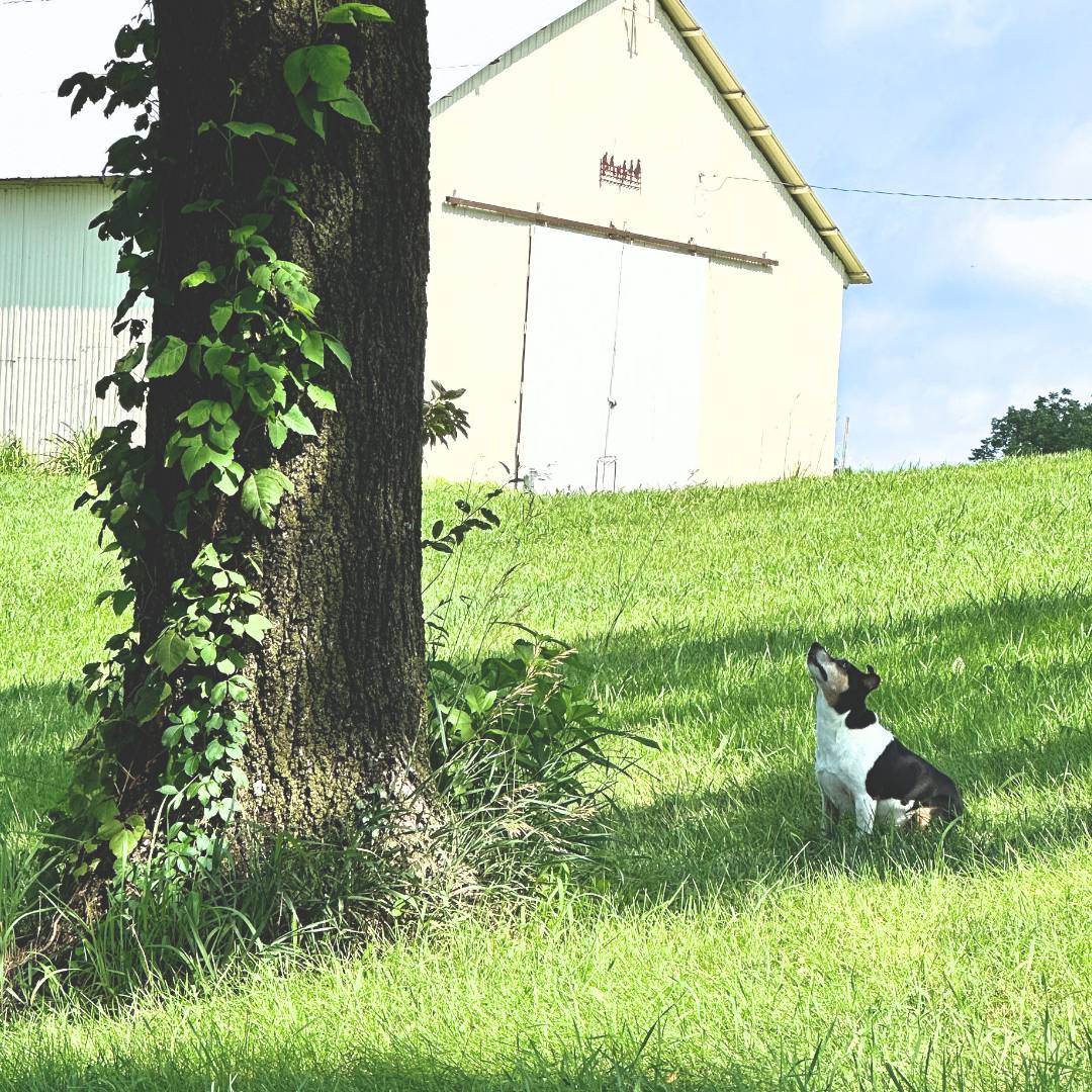 ophie squirrel watching
