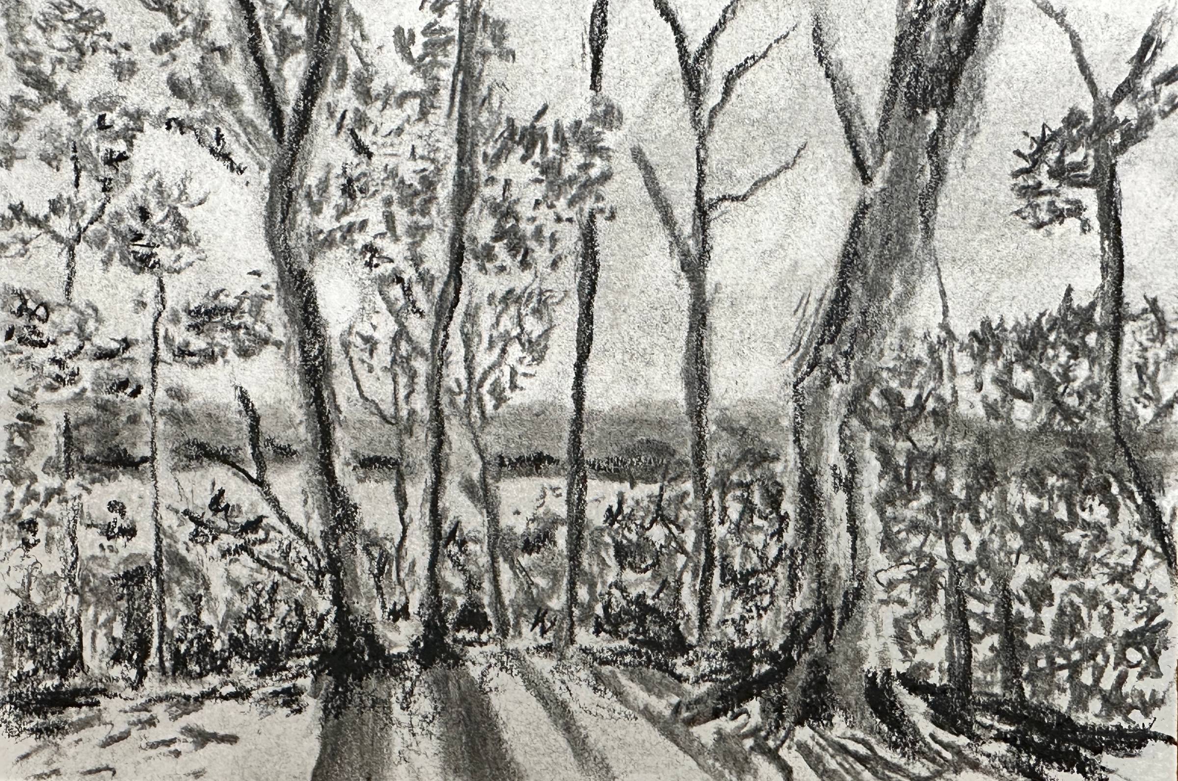 a charcoal sketch looking through sparse trees with the sun shining through