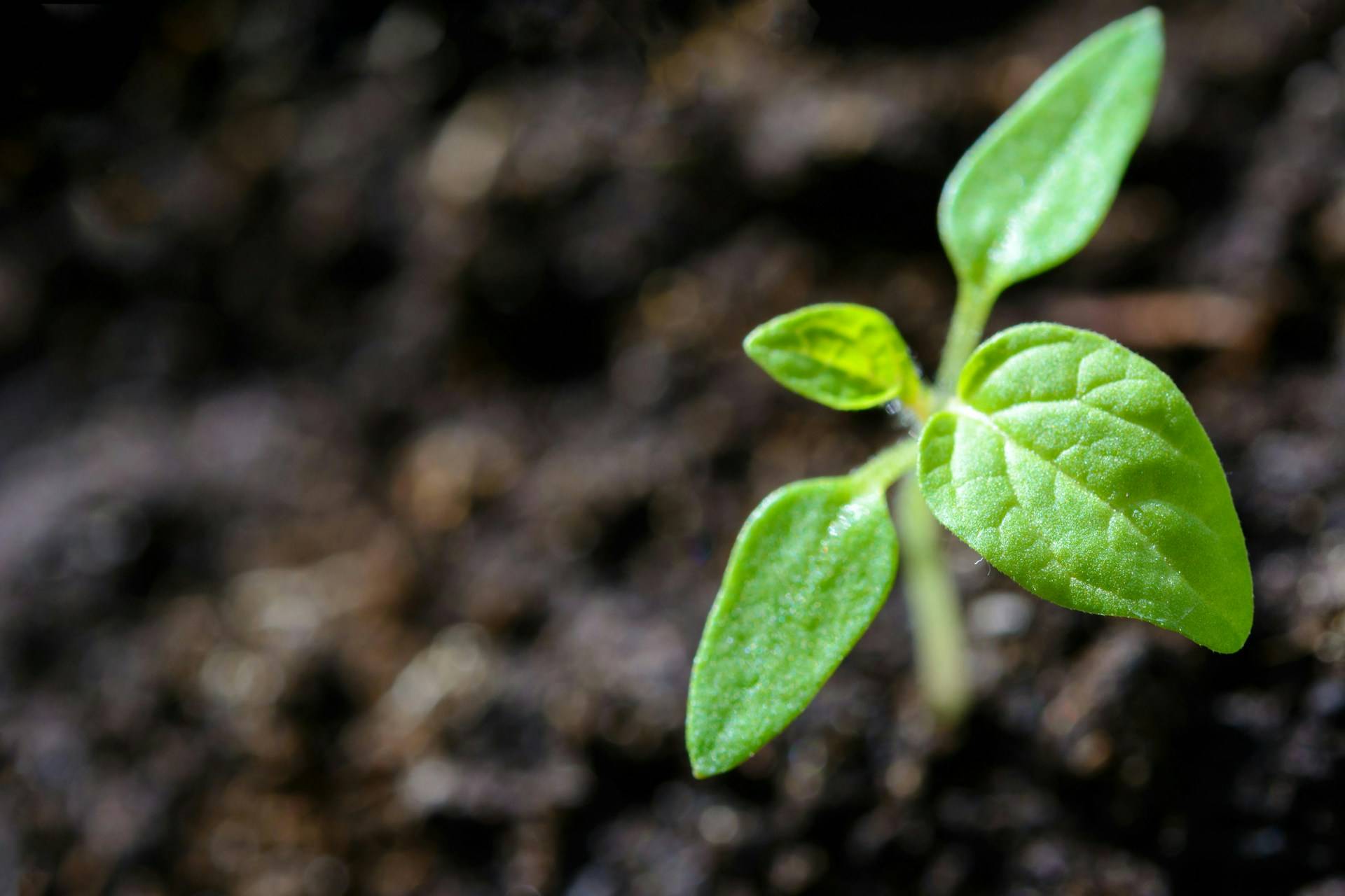 Close-up of a tender green seedling breaking through dark soil, its four leaves catching the light.